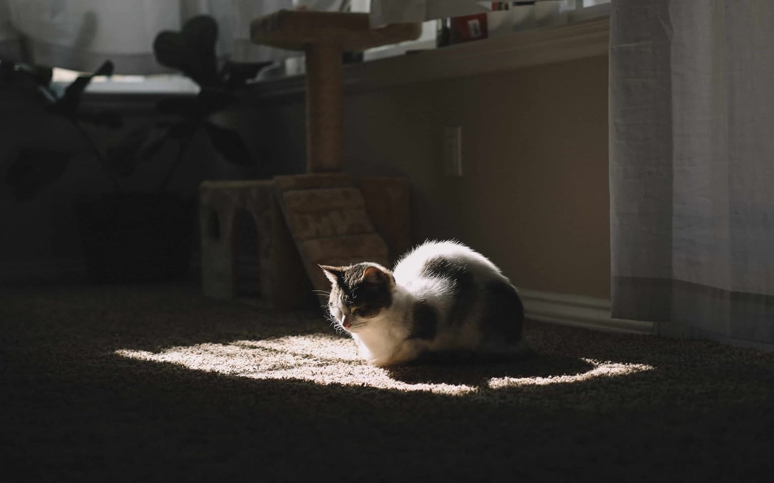 Why Pet Odor Comes Back When It Rains